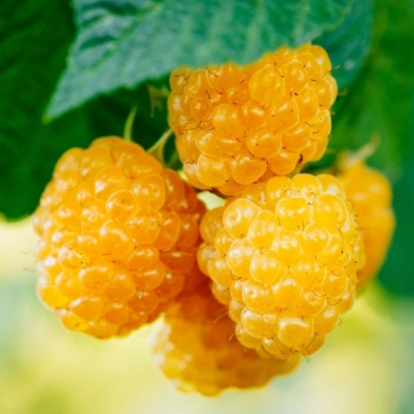 Рисунок 132.jpg