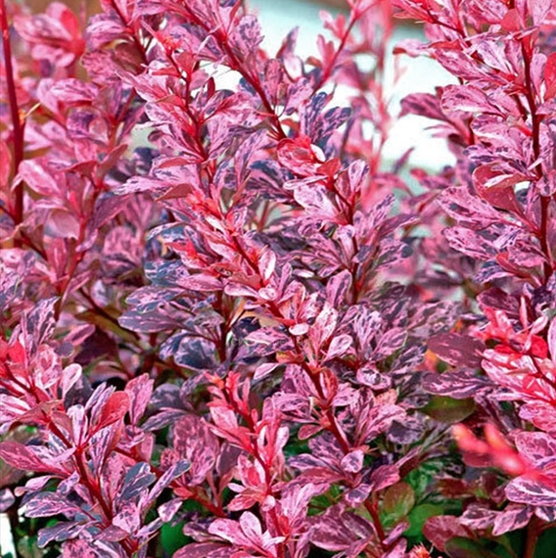 Основное изображение товара