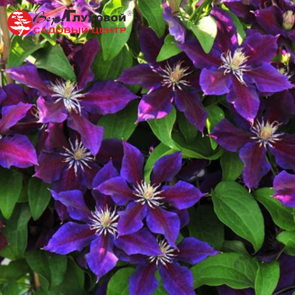 Основное изображение товара