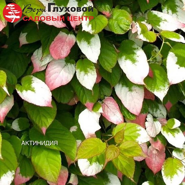 Актинидия сорта Доктор Шимановский Актинидия сорта Доктор Шимановский