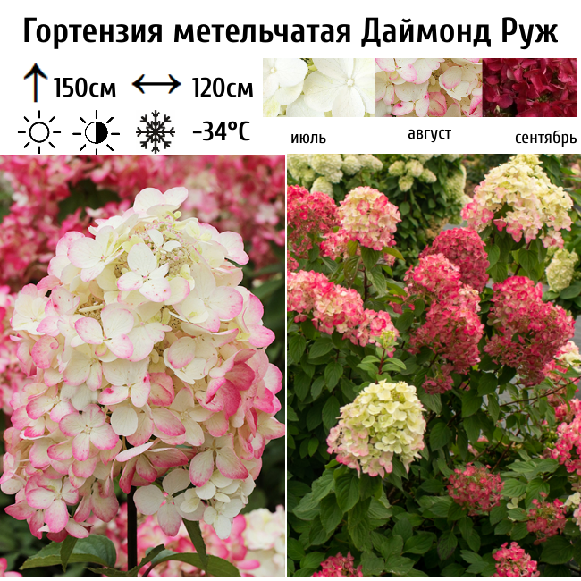 Гортензия метельчатая Даймонд Руж