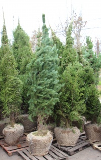Садовый центр Веры Глуховой предлагает хвойные деревья от 2-х до 6-ти метров.