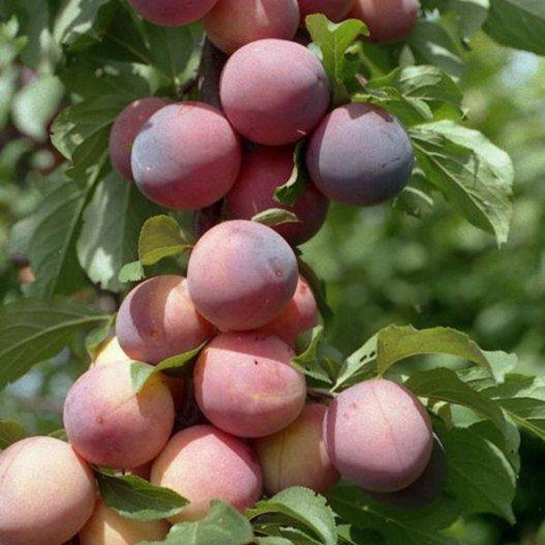 Основное изображение товара