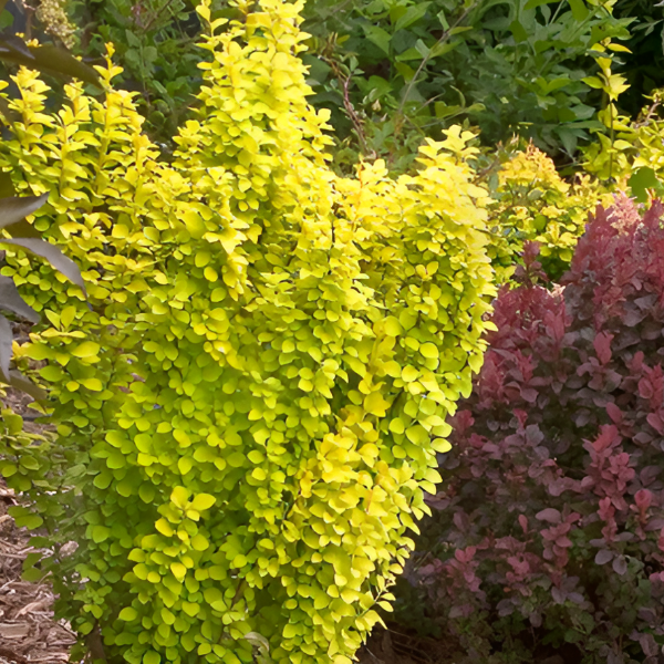 Основное изображение товара