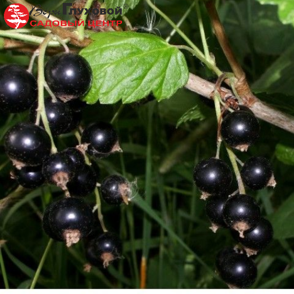 Основное изображение товара