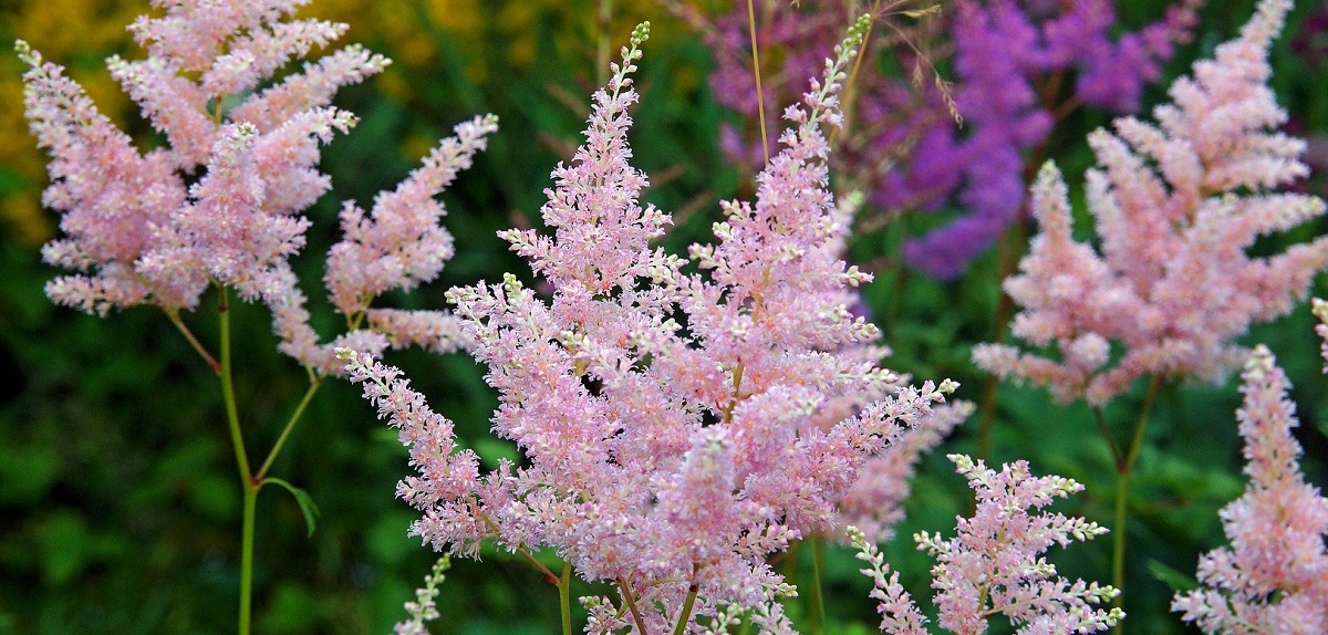 Травянистые многолетники Травянистые многолетники