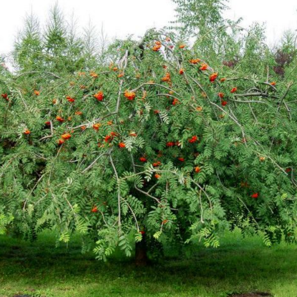 Основное изображение товара