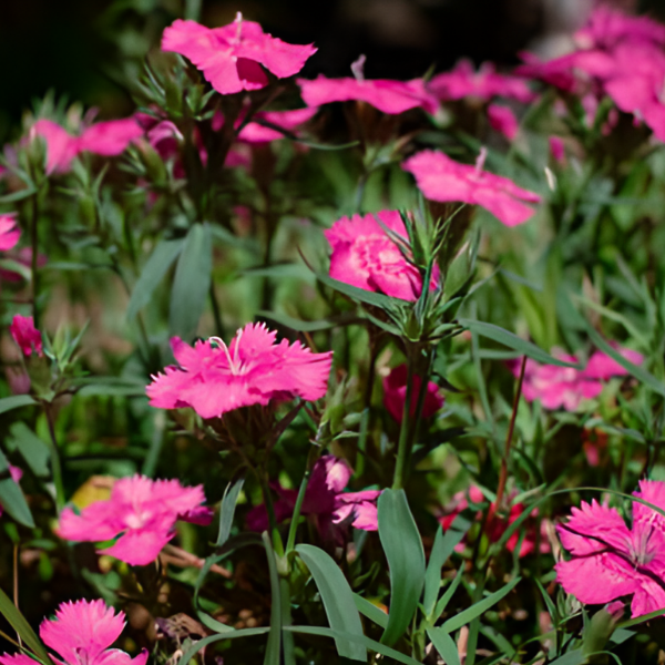 Основное изображение товара