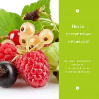 Поступление плодовых растений: осень 2020