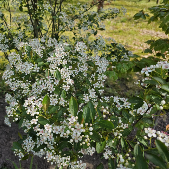 Основное изображение товара