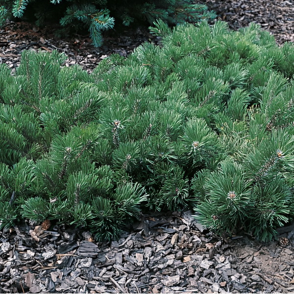 Основное изображение товара