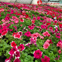 Пикантные приправы и лекарственные травы