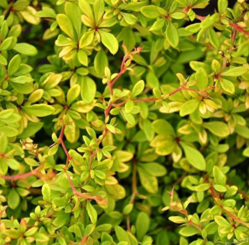 Основное изображение товара