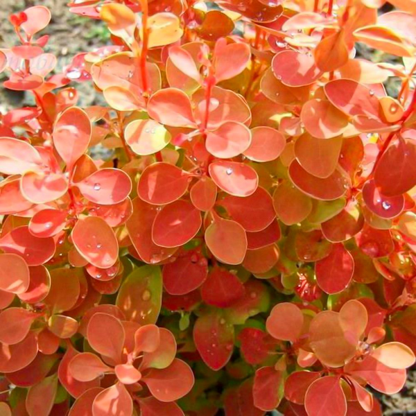 Основное изображение товара