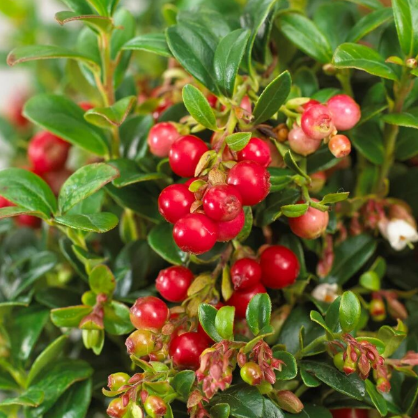 Основное изображение товара