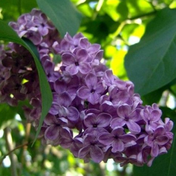 Основное изображение товара