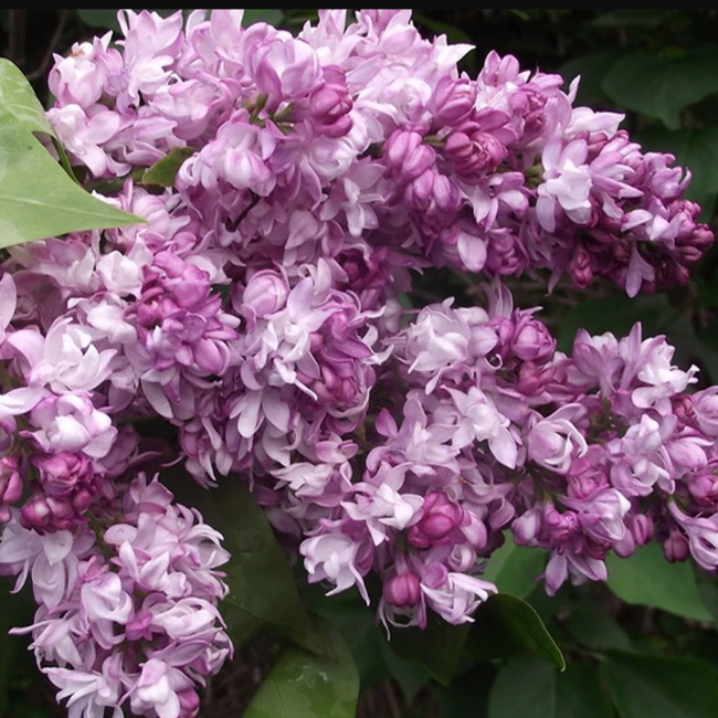 Основное изображение товара