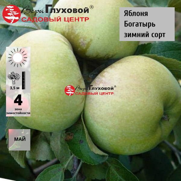 Яблоня Богатырь