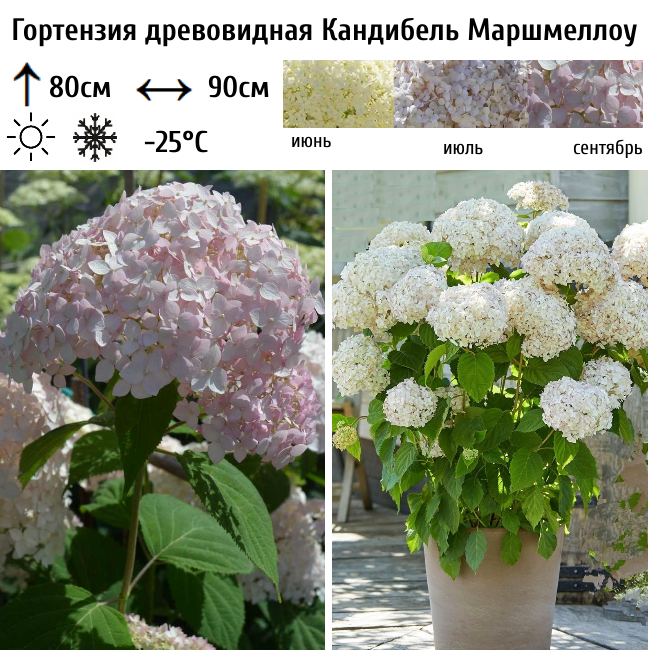 Гортензия древовидная Кандибель Сорбет
