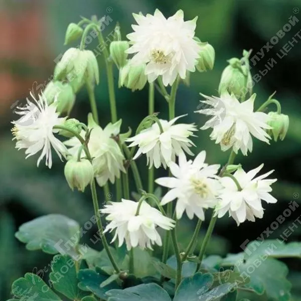 Аквилегия Аквилегия