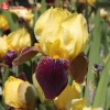 Ирис германский (Iris germanica) Раджа Брук С3 ГлХ/23