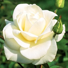 Основное изображение товара