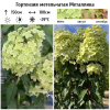 Гортензия метельчатая (Hydrangea paniculata) Металлика 2-3вет ОКС СП/25