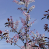 Черемуха обыкновенная (Prunus padus) Колората 175-200 С7,5 РСав/26
