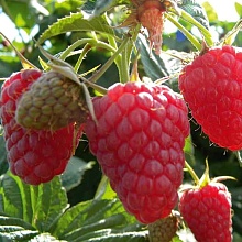 Рисунок 131.jpg