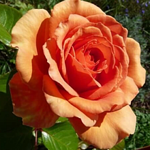 Основное изображение товара