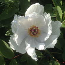 Основное изображение товара