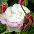 Роза Ругоза (Rosa rugosa) канадская 