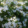 Азалия листопадная (Azalea) 'Viscosa' 80-100 С18 БдН/24