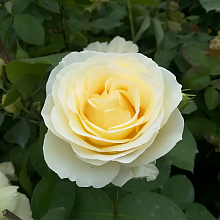 Основное изображение товара