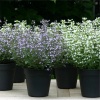 Душевик котовниковый (Calamintha nepeta) СП/26