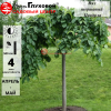 Вяз шершавый (Ulmus glabra) Пендула 12/14 Шт-220 ТС60 ГВр/26