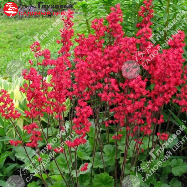 Гейхера "Плю Де Фо" на фото