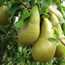 Основное изображение товара