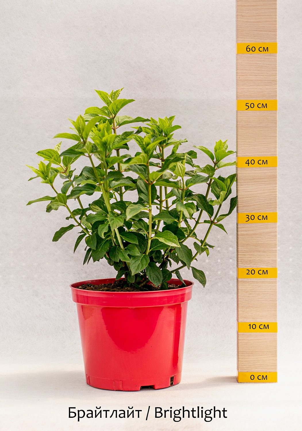 Новинки гортензий сезона 2022-2023 года