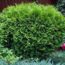 Туя западная 