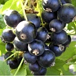 Смородина черная 