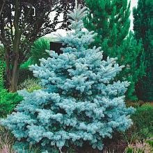 Основное изображение товара