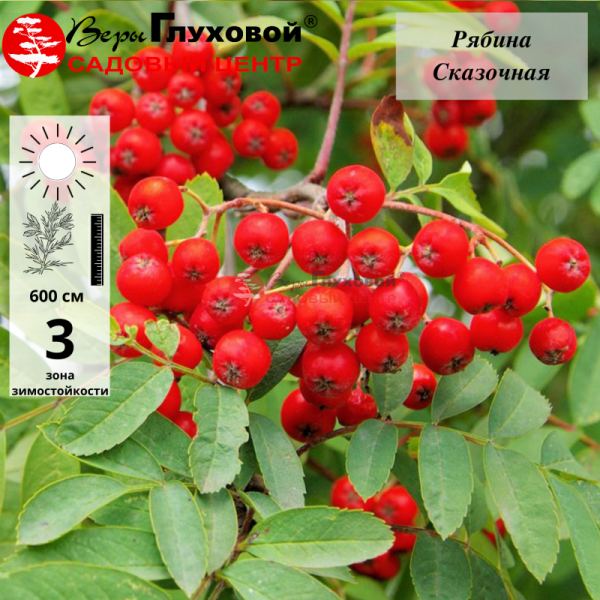 Рябина Сказочная (зимостойкий сорт)