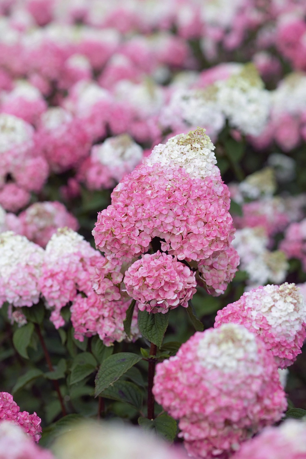 Сорт гортензии Самарская Лидия