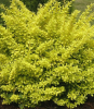 Барбарис Тунберга (Berberis thunbergii) Аурея С3 СП/24