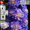 Дельфиниум (Delphinium) Хайлендер Болеро С3 ГлХ/26
