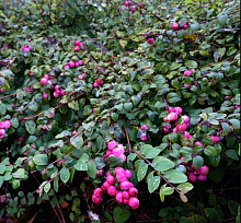 Основное изображение товара