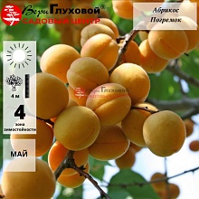 Абрикос Пикантный (среднепоздний сорт)