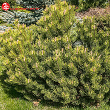 Основное изображение товара