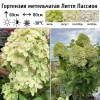 Гортензия метельчатая (Hydrangea paniculata) Литтл Пассион  С3 СП/24